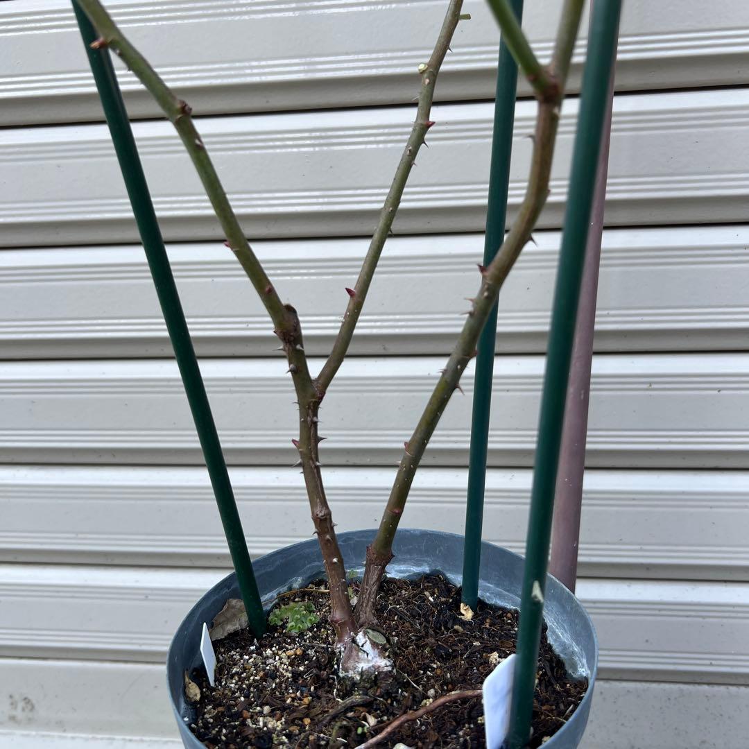 同梱で2鉢目〜¥1000お値引き】バラ芽接ぎ苗／中苗／