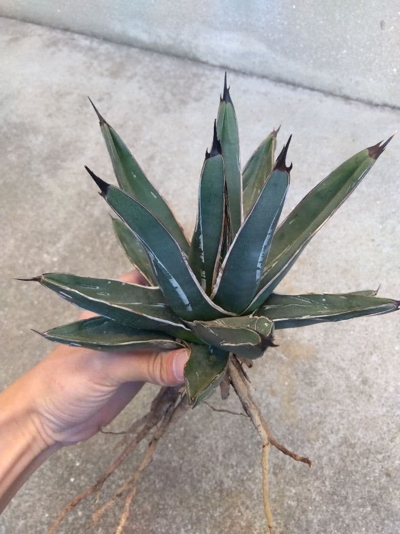 アガベ 笹吹雪 ニッケルシー 20センチ❗子株つき❗の通販はau PAY