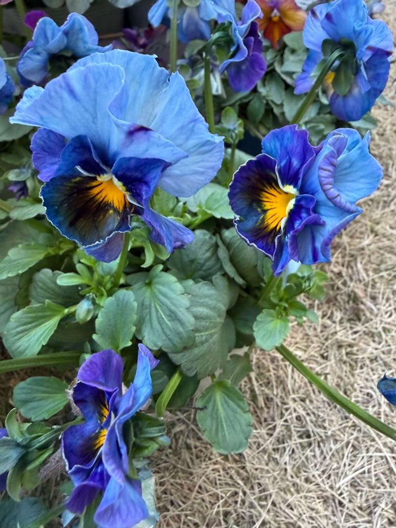 M*I様 べっぴんさん　みはなだ　マスク・ザ・ブルー　最終