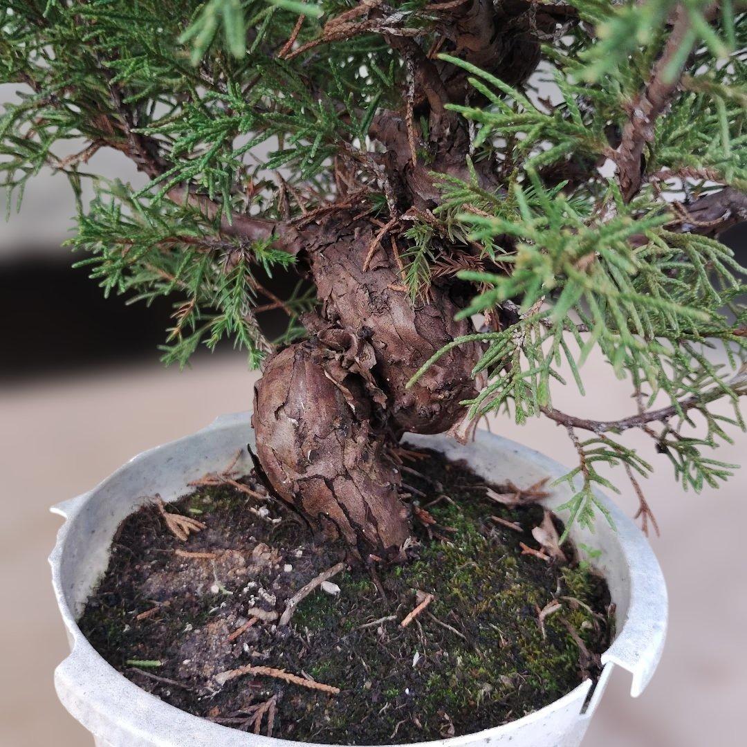 ②糸魚川真柏　素材 Amazon.co.jp: 糸魚川真柏 盆栽 素材・苗木 【泰寿園 Online】 : DIY