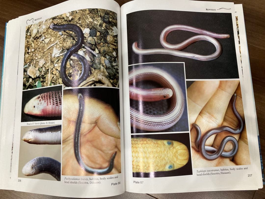 Fauna of the Socotra Archipelago Field - メルカリ