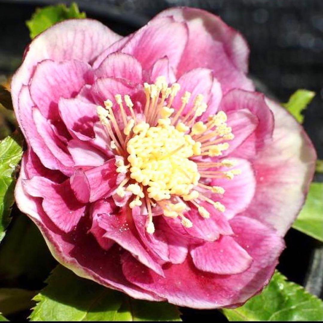 衛*様 3408☘️ラスト2☘️蕾付き☘️極上☘️⭐️ソレイユ⭐️ボリュームSD