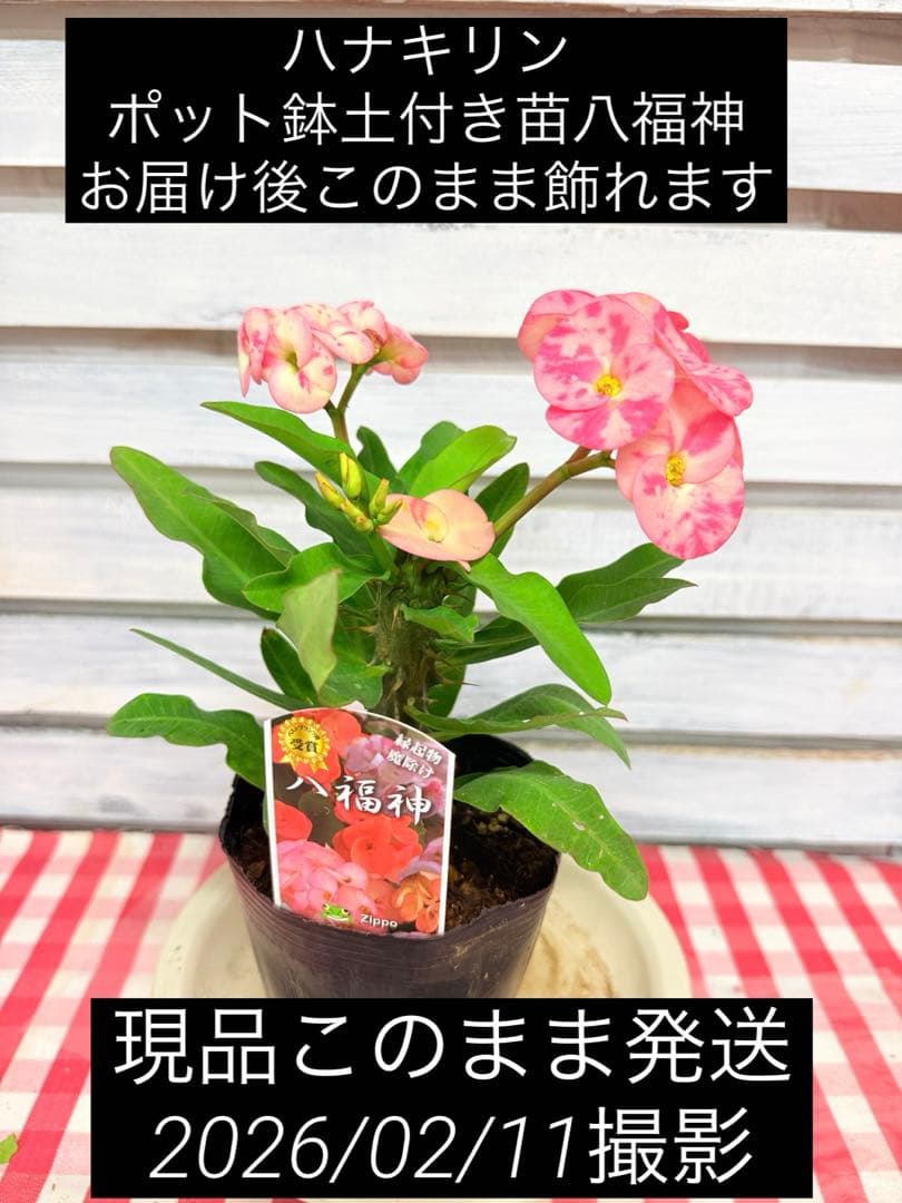 ハナキリン 八福神 ポット鉢土付き苗 お届け後このまま飾れます 現品