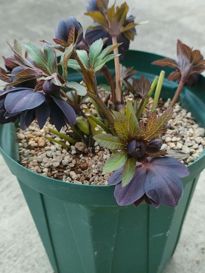 クリスマスローズ 超充実株 ＆ 大木ナーサリー4号鉢