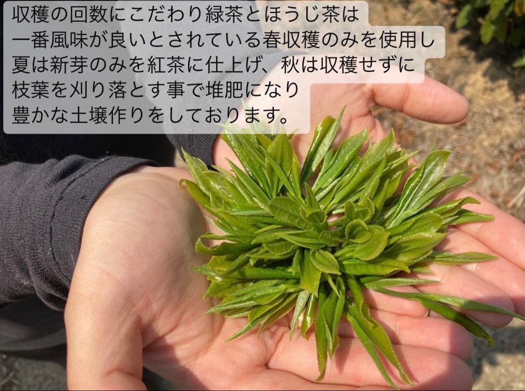 日本茶×〇〇】眠りに誘う癒しの味わい♪ほうじ茶カモミール 3g×