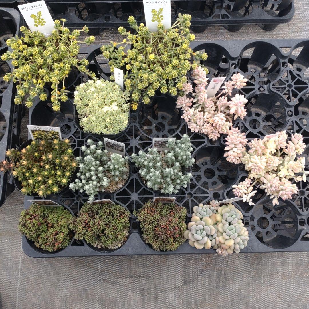 とんこさん専用