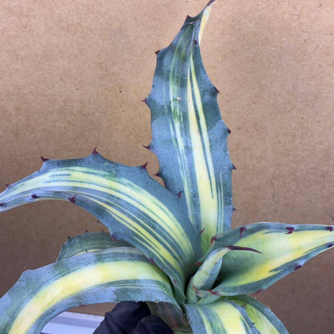 M*k様 アガベ フェロックス錦 大株 極上株 縞斑錦 永久斑 超希有