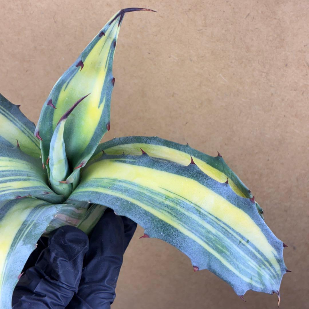 M*k様 アガベ フェロックス錦 大株 極上株 縞斑錦 永久斑 超希有