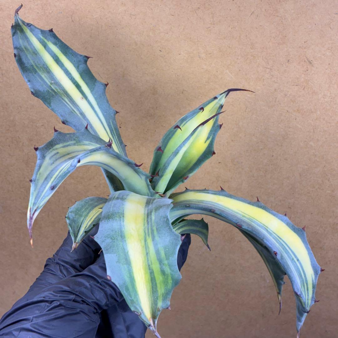 M*k様 アガベ フェロックス錦 大株 極上株 縞斑錦 永久斑 超希有
