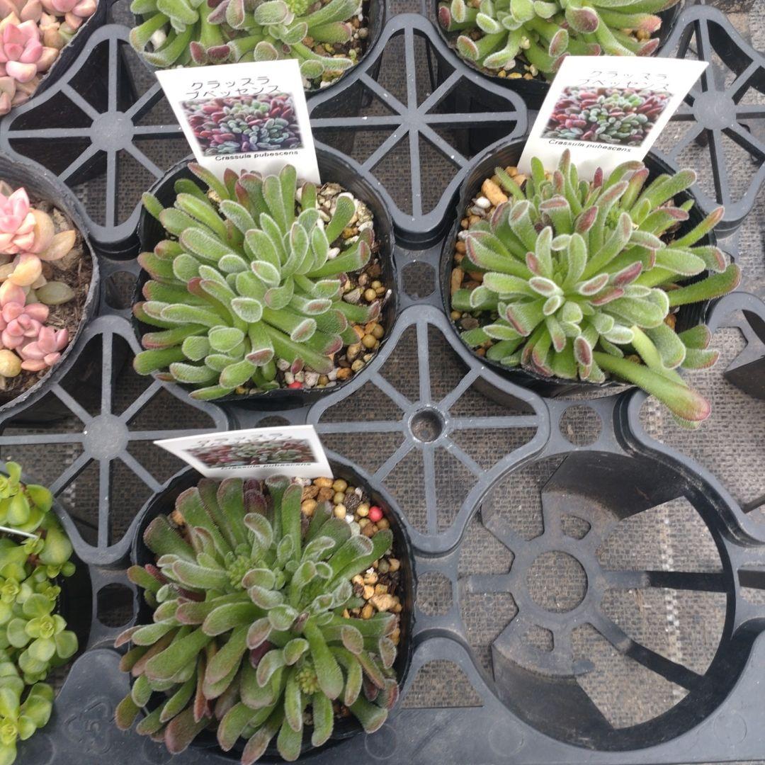 Chikoꕤ︎︎·͜·さん専用