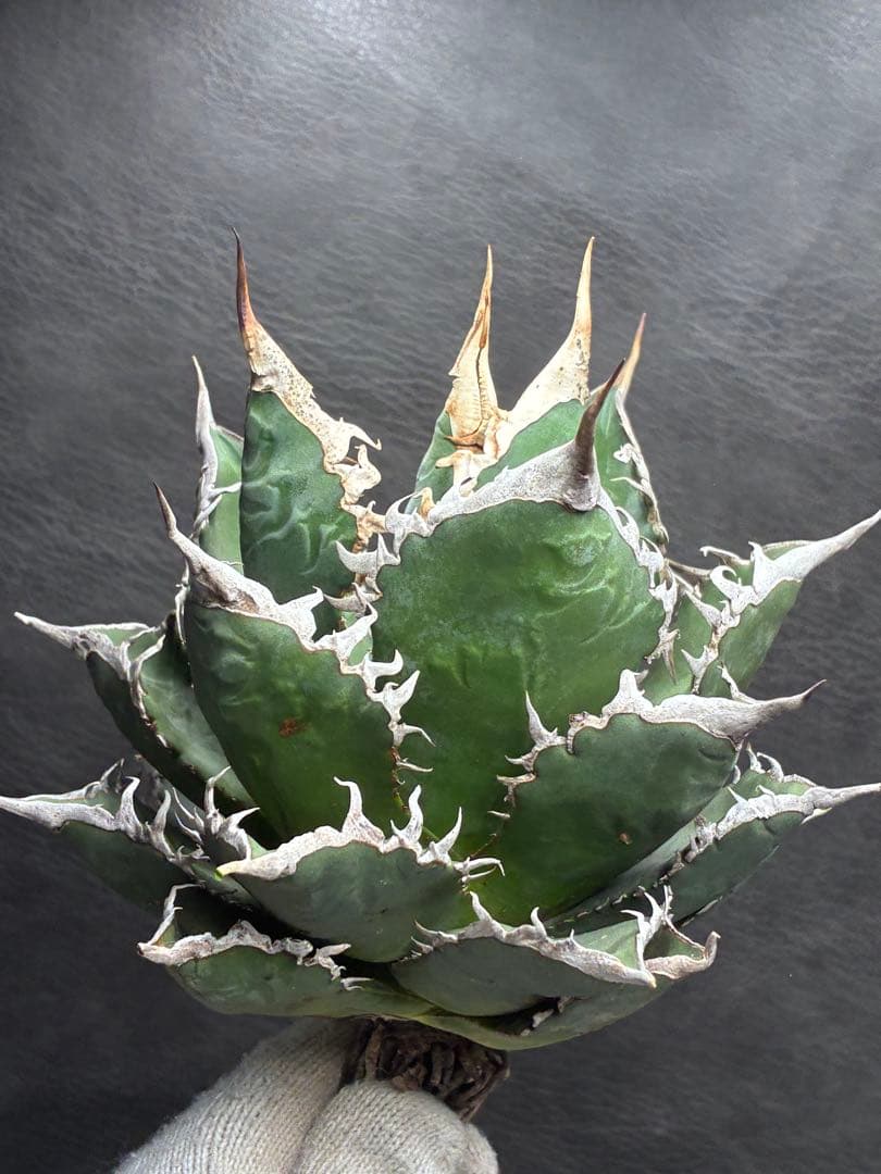 アガベ チタノタ 「海王」ミイラ 極上絶狂棘 濃い緑肌 密棘 優良血統