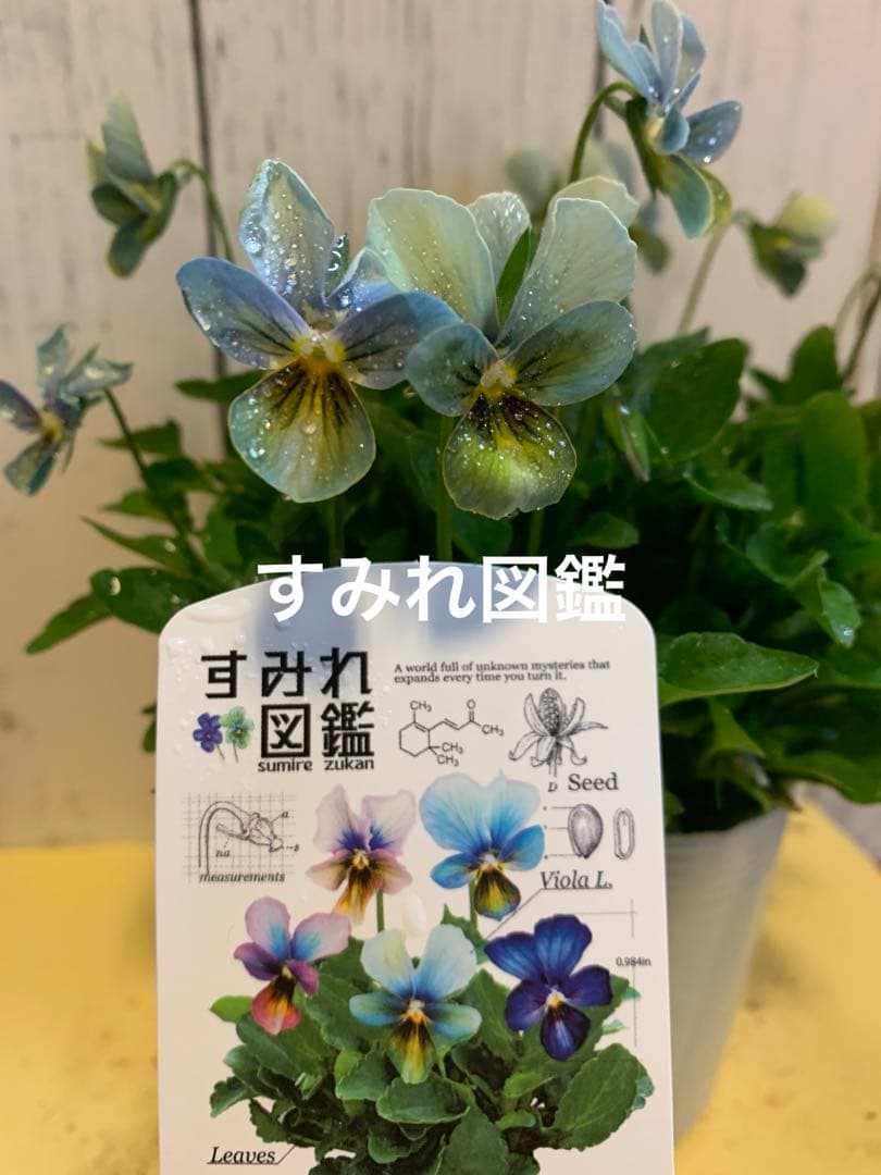 M*I様 すみれ図鑑 1苗 クレールドゥリュンヌ1苗no3 - メルカリ