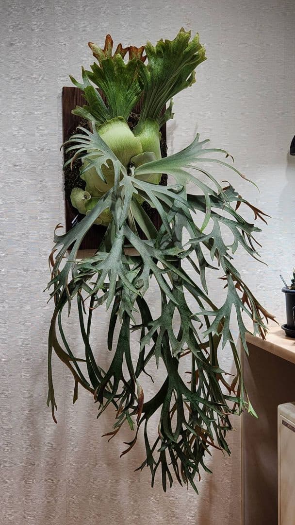 月光爪哇OC子株 ウィリンキー ビカクシダ willinckii ゲッコウジャワ