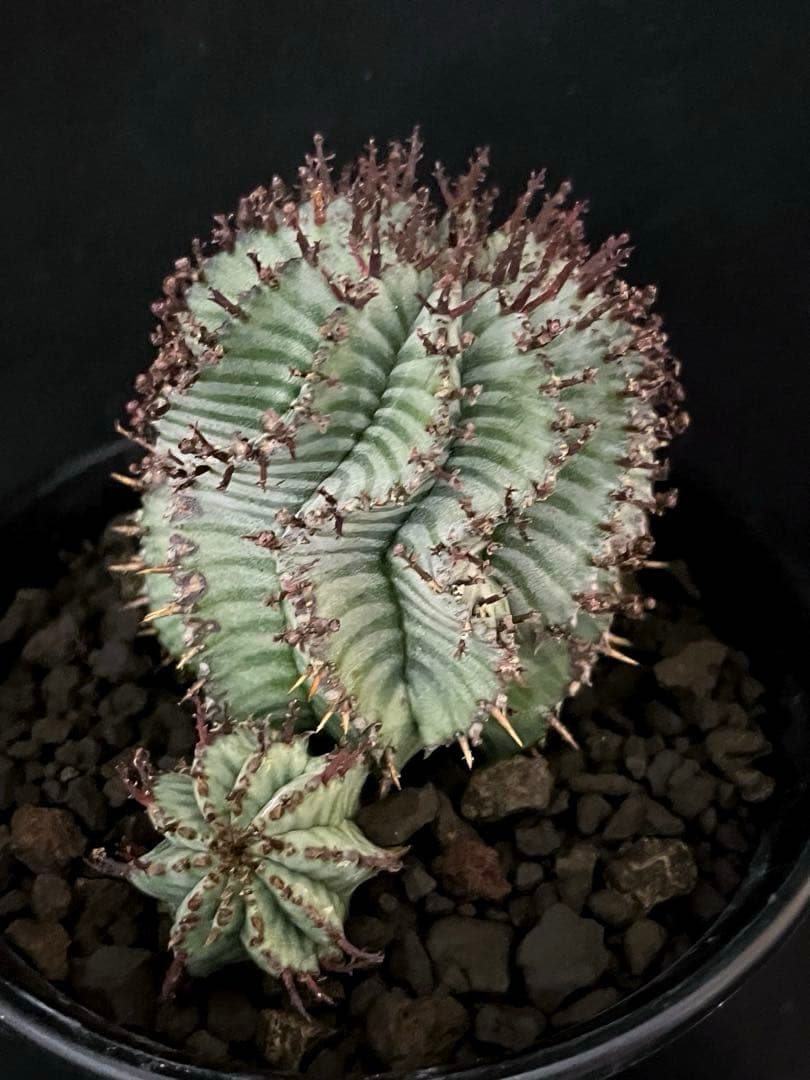 ユーフォルビアホリダ White zebra S胴太 大株 選抜 子株多数付き