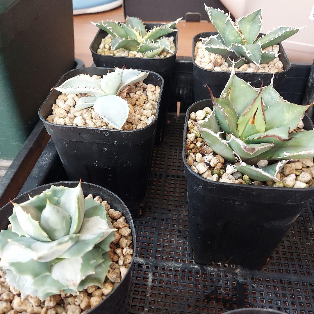 アガベ まとめ 鉢のまま発送 メルカリ便