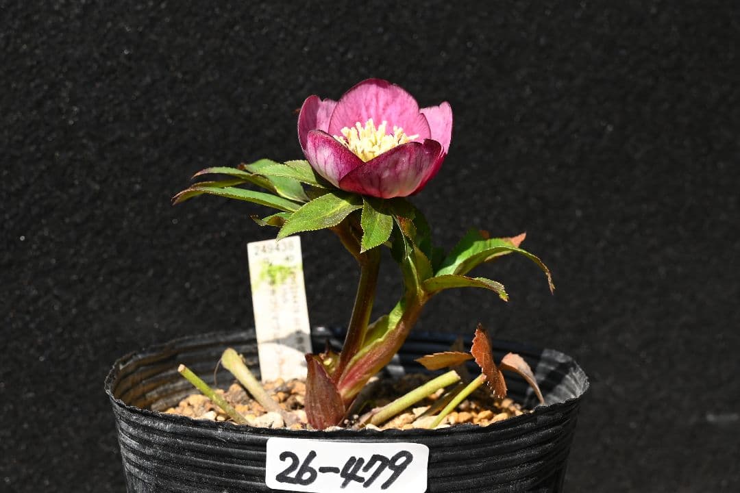 クリスマスローズ sdレッドソフトカップ咲きタイプ 加藤農園 - メルカリ