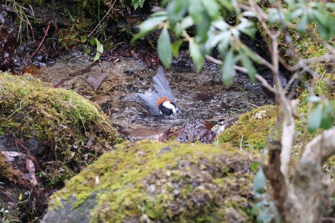 ほぼ新品　Canon RF100-400mm F5.6-8 IS USM レンズ