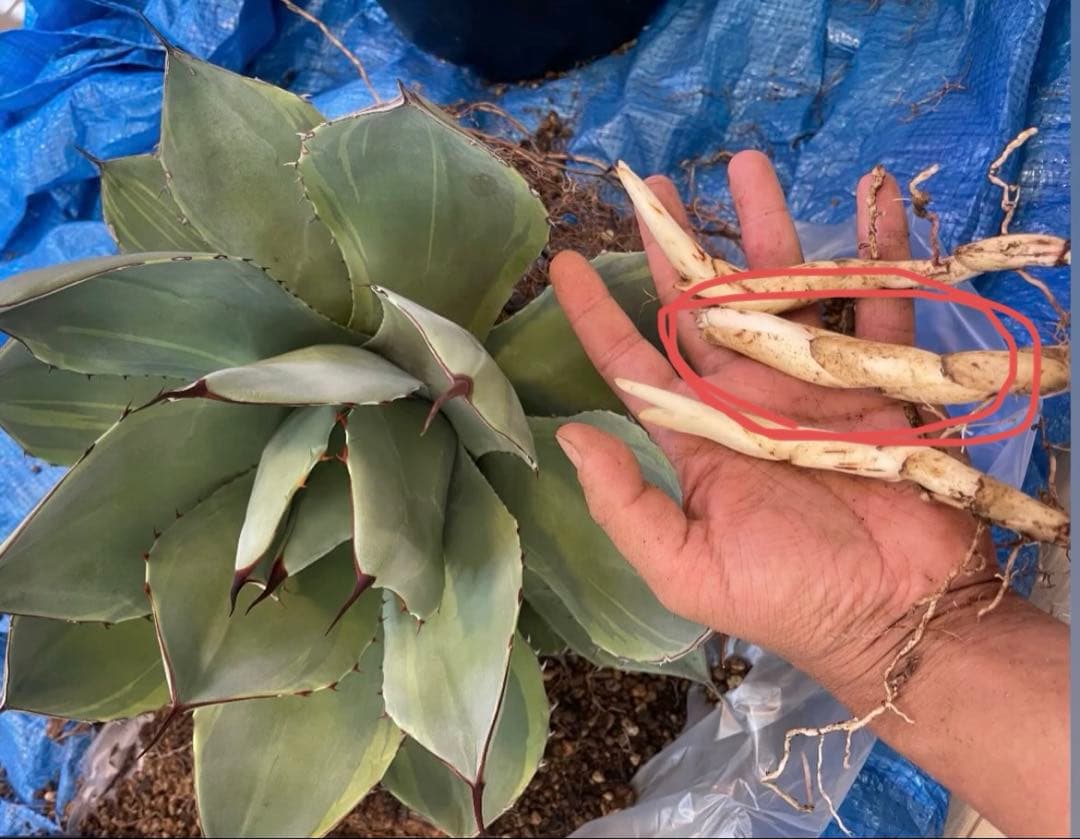 アガベ パリー トランカータ 斑入り 検） オバティフォリア モンタナ