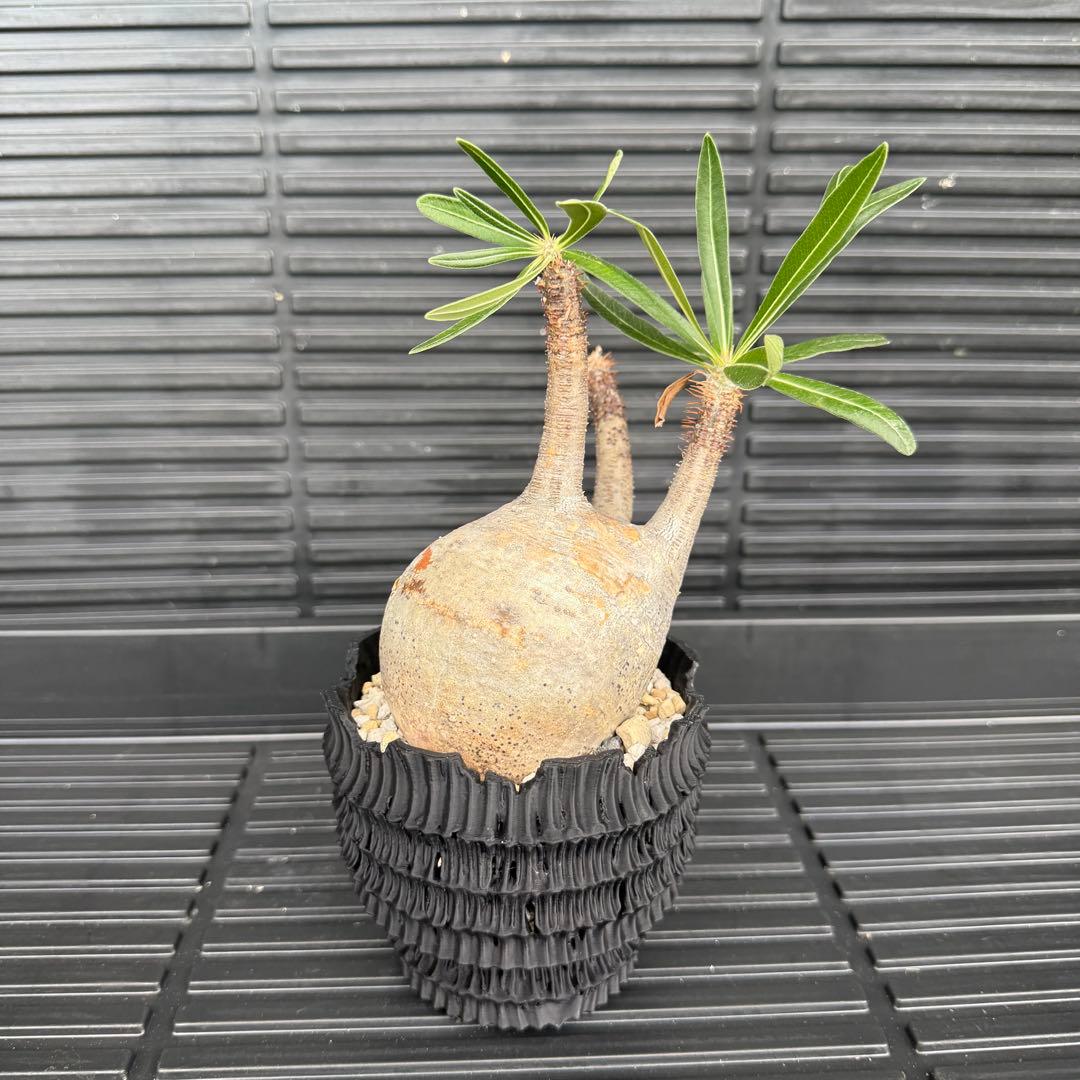 現地球 パキポディウム グラキリス パキポディウム グラキリス 【現地球/発根済み】HK2402614 | RAFLUM