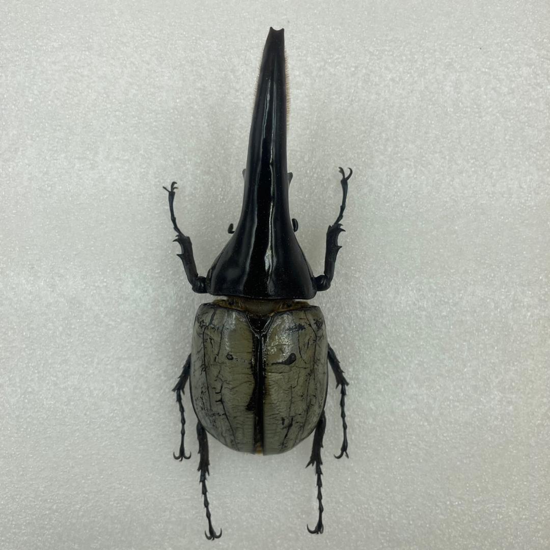 標本 珍ヘラクレスヘラクレス ブルー パチセラス血統 カブト - メルカリ