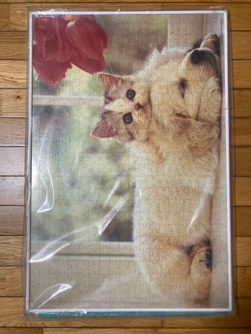 500P⑪犬と猫ᵔᴥᵔ 写真ジグソーパズル ホワイト額50×75㎝ 完成品