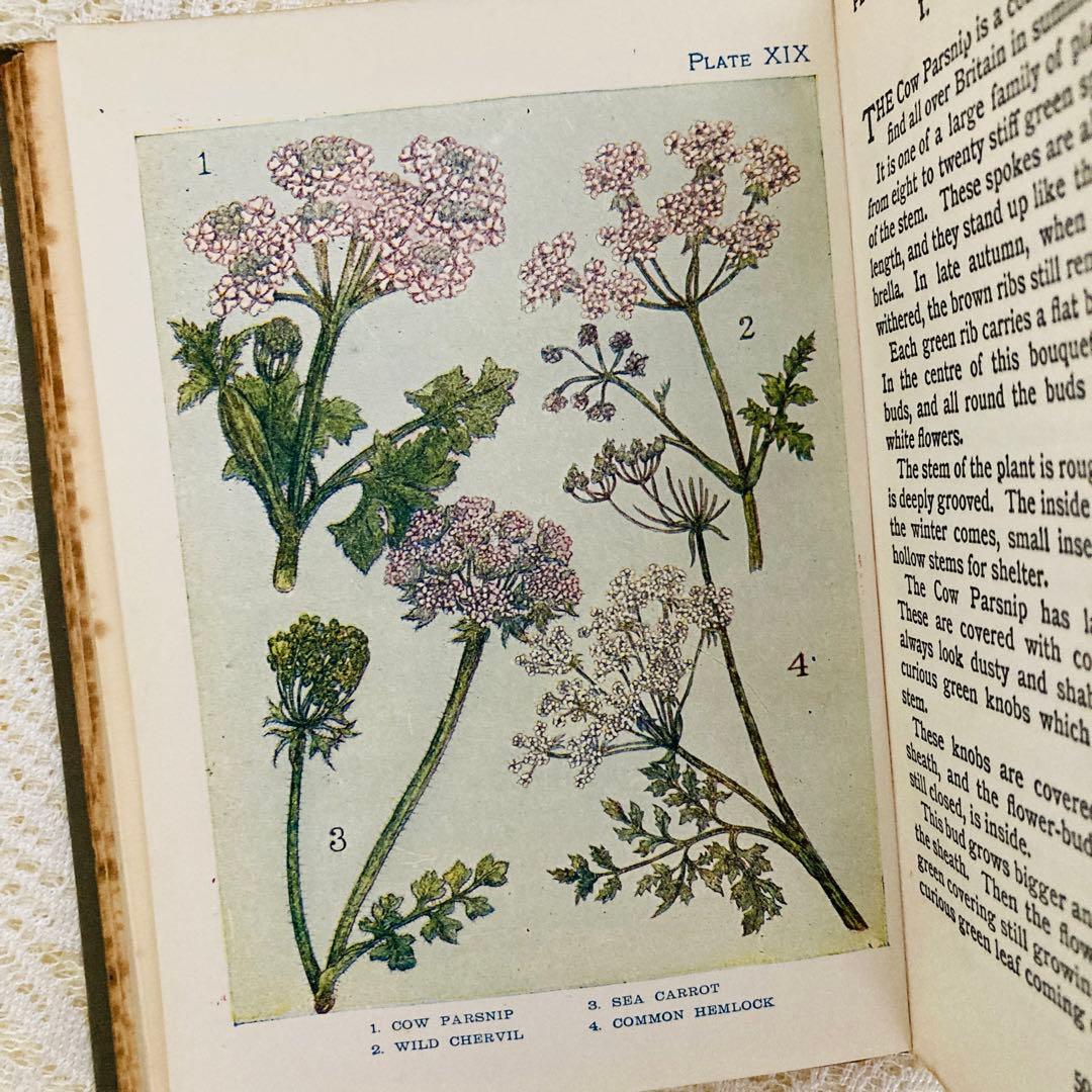 洋書 古書 アンティーク イギリスの植物図鑑 美しいカラー図版48点