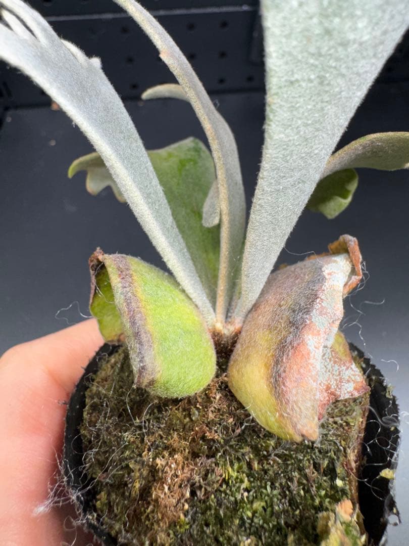 平凡之鹿】YMDS Totoro HHRナーセリータグ付け #077