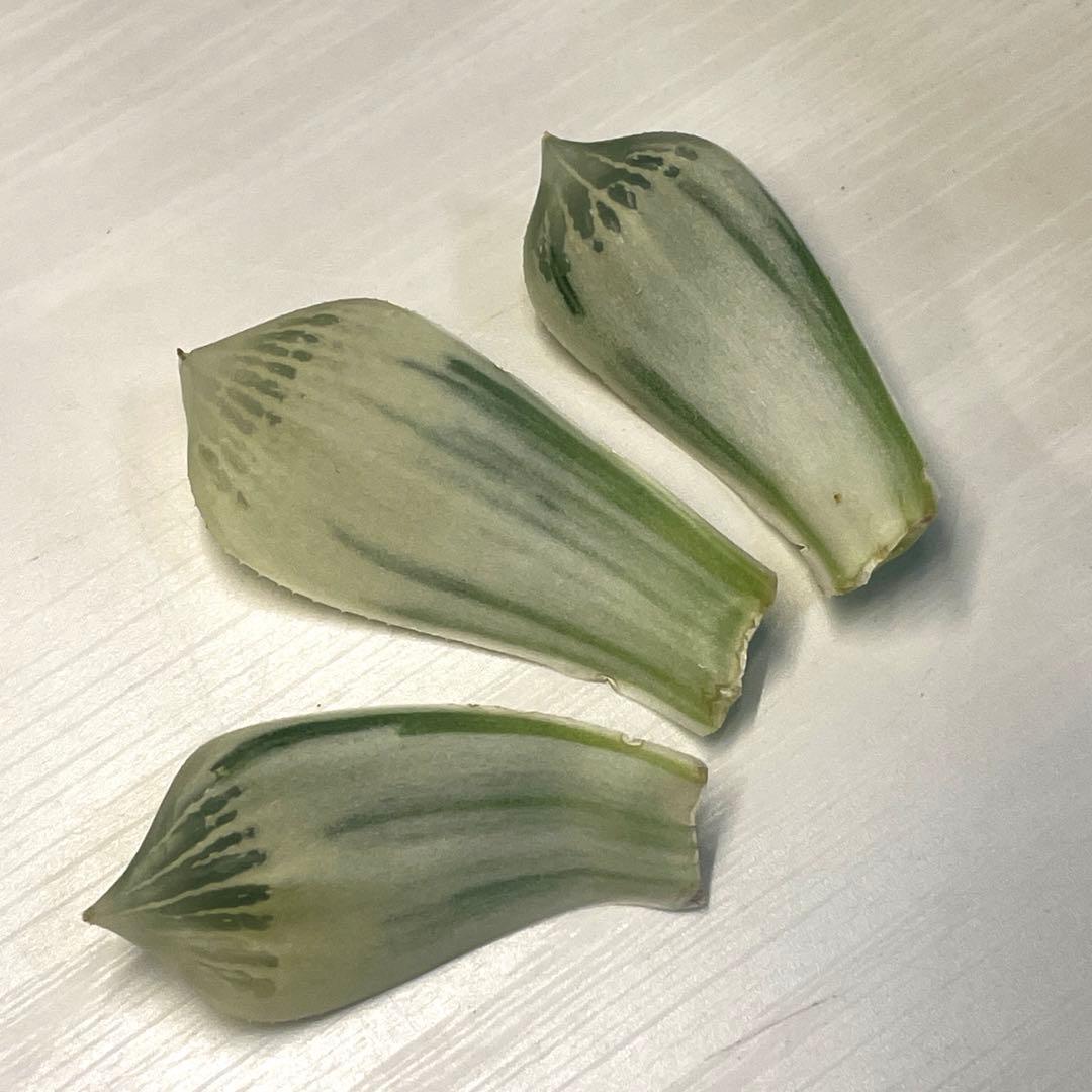 高級ハオルチア　白蛇伝　葉　3枚セット ○ハオルチア ブラックオブツーサ錦×白蛇伝交配種の成長記録