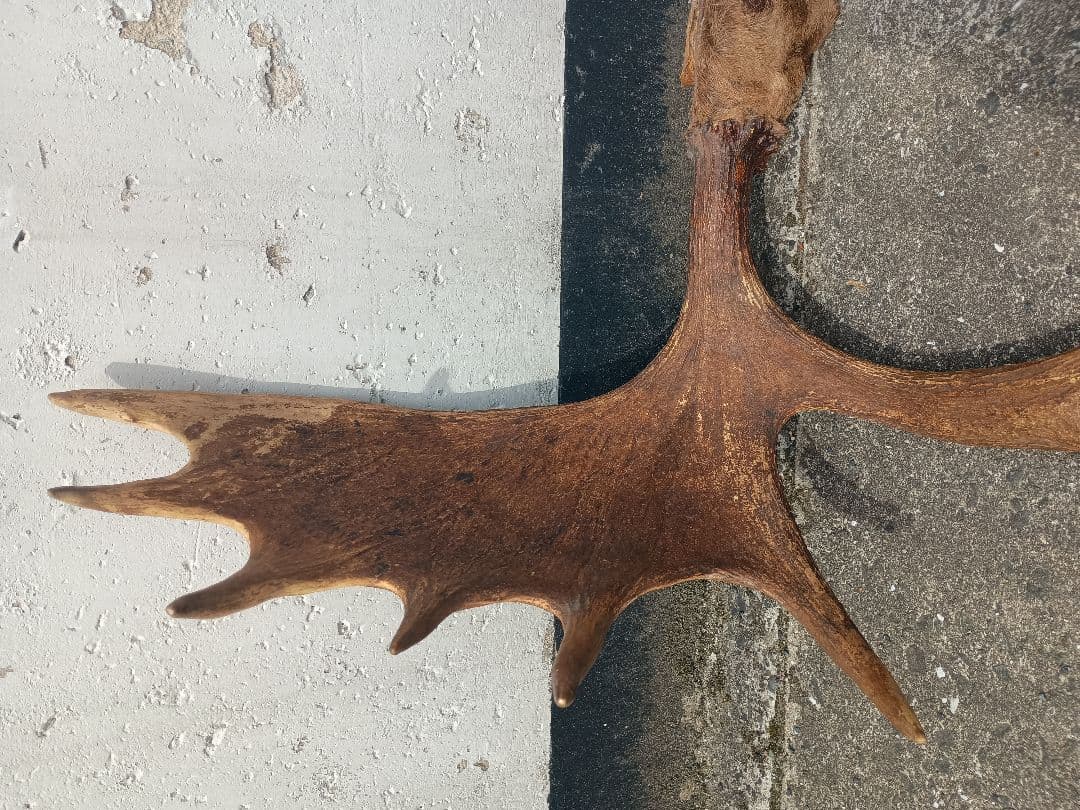 ムース ヘラジカ ヘラ鹿 角 ハンティングトロフィー オブジェ