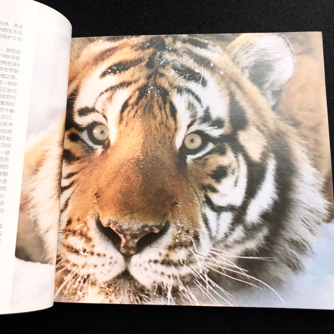 アムールトラ（シベリアトラ）写真集「東北虎 上・下巻」2冊セット 刘丹 撮影