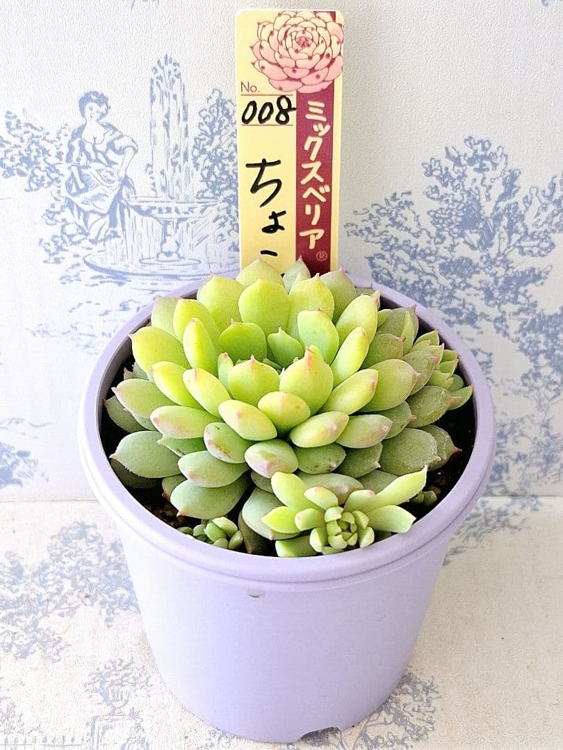 ちょこん 札付きポットごとメルカリ便おらいさん苗ミックスベリア