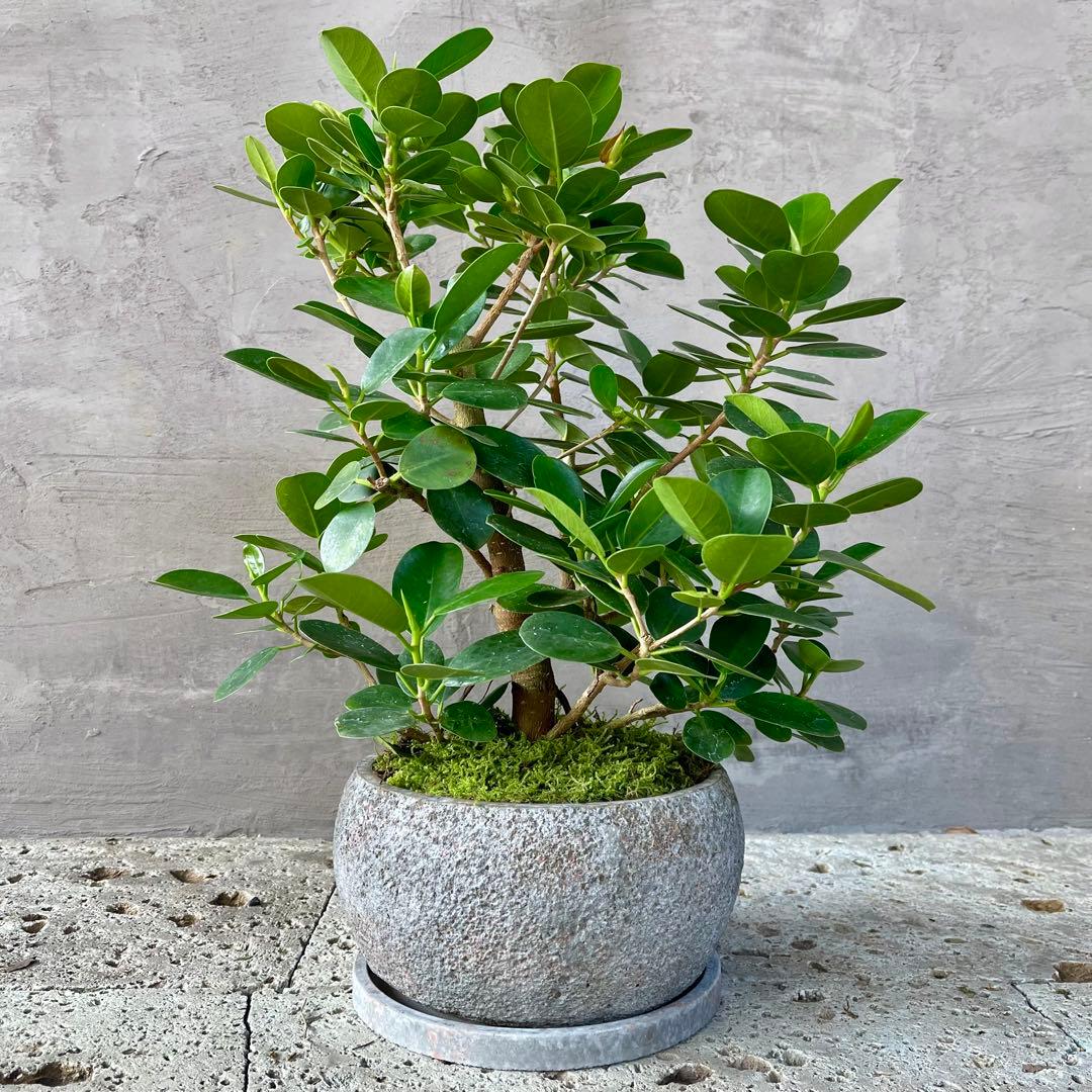 パンダガジュマル 天然苔 盆栽仕立て 陶器鉢 植え込み発送 - メルカリ