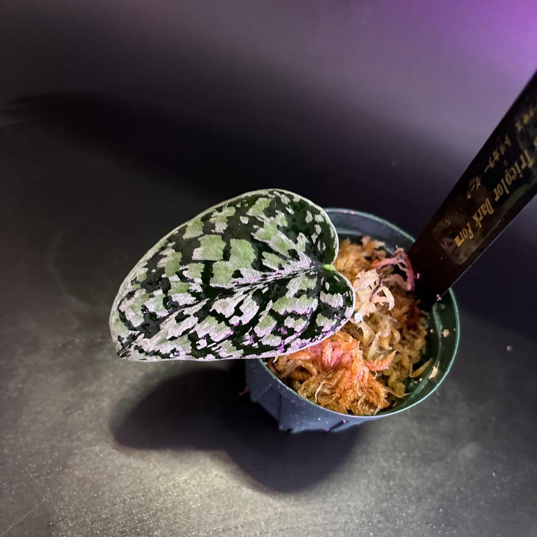 スキンダプサス ホワイトクリスタル A1 - メルカリ