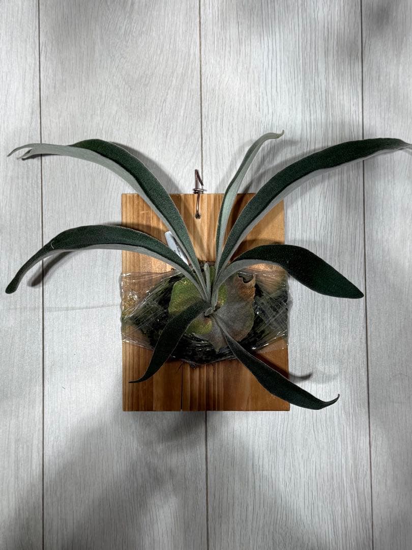 P.veitchii cv Auburn River spor中サイズ株