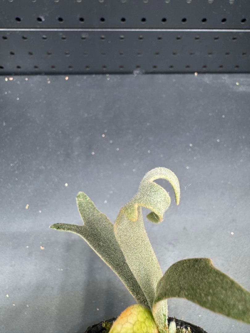 ビカクシダ P. willinckii Jenny TC #001 - メルカリ