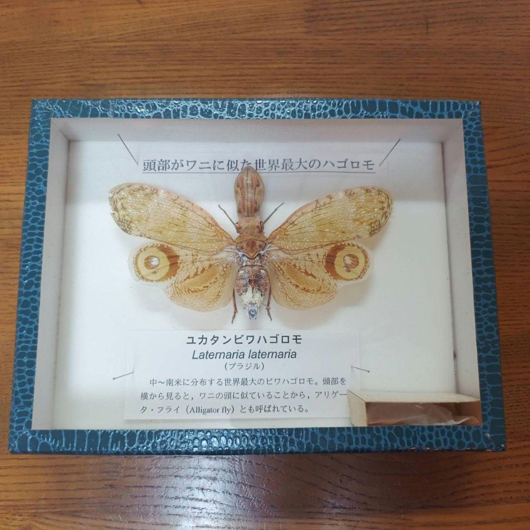 ユカタンビワハゴロモ 標本 ユカタンビワハゴロモ 標本[20047002023]の写真・イラスト素材｜アマナ