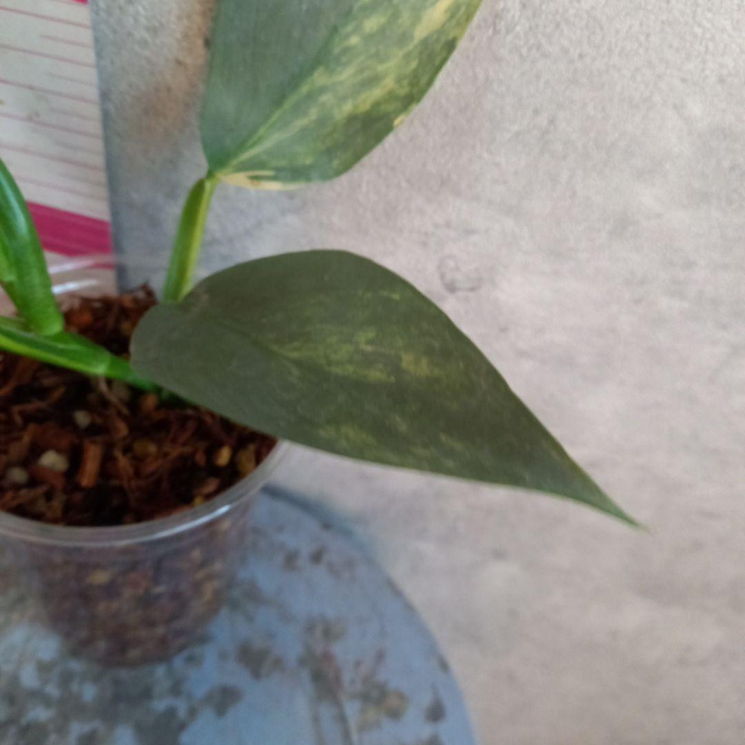 超希少 フィロデンドロン シルバーソード斑入 (ハスタータム斑入)