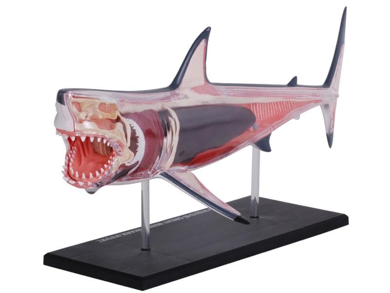 4Dビジョン ホホジロザメ 鮫 解剖モデル Great White Shark - メルカリ