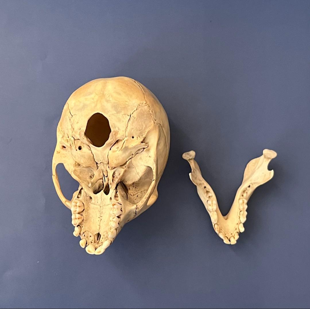 猿の頭蓋骨 骨格標本 - メルカリ