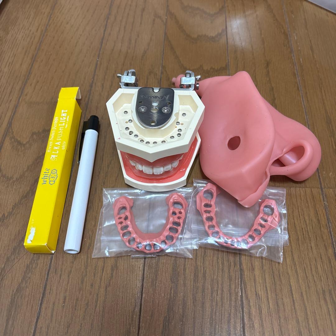 額模型セット スケーリング・ルートプレーニング領域｜株式会社ニッシン｜歯科模型