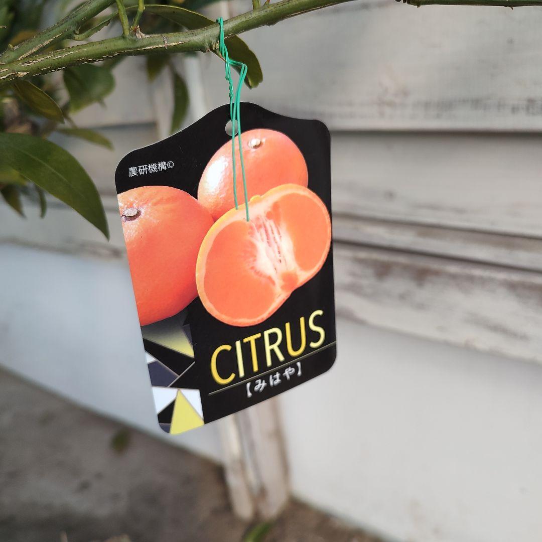 ド*ト様 みはや 5年生 実つき！ 登録品種