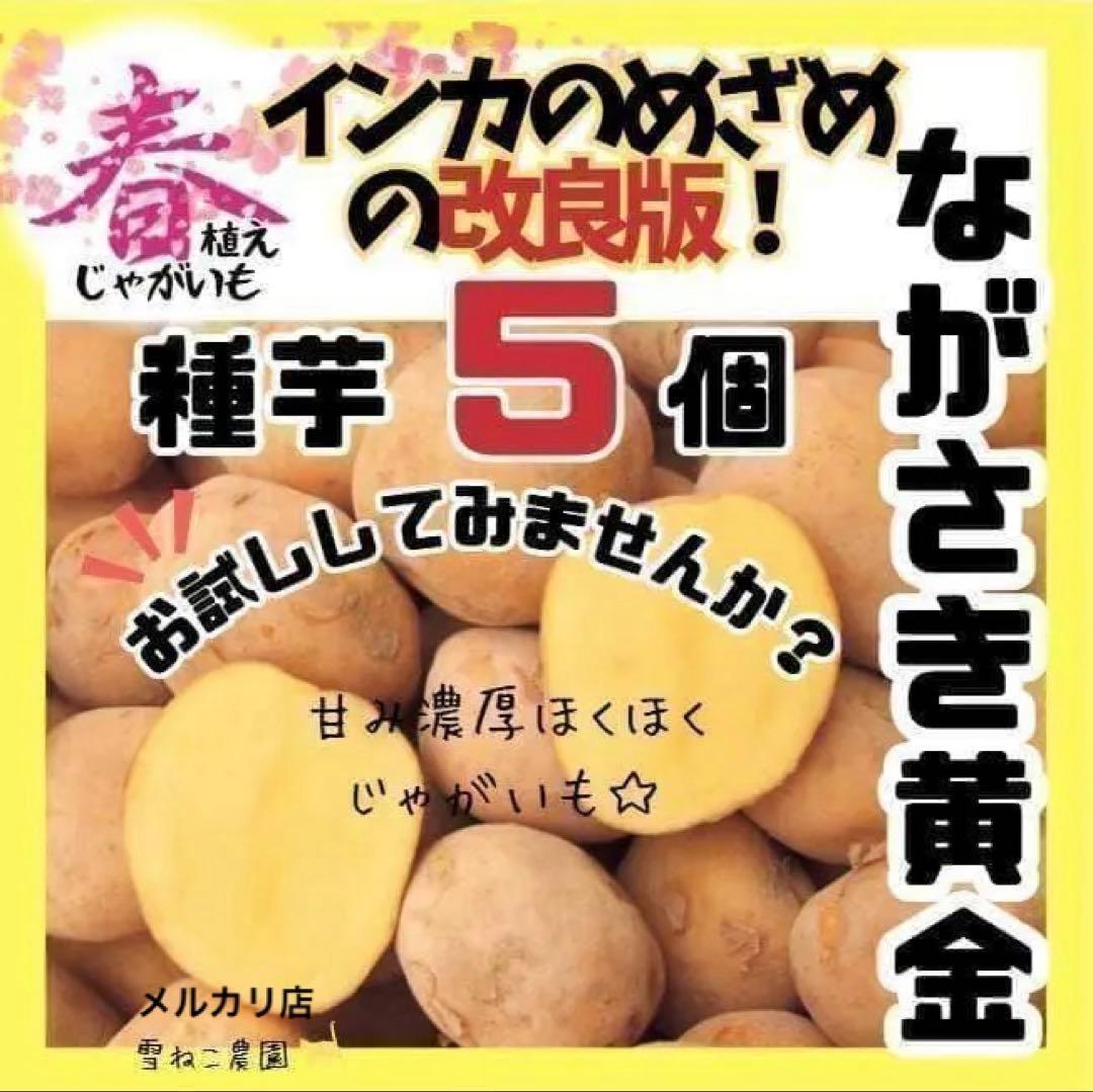 種芋】ながさき黄金 春のじゃがいも種芋5個セット！インカのめざめの