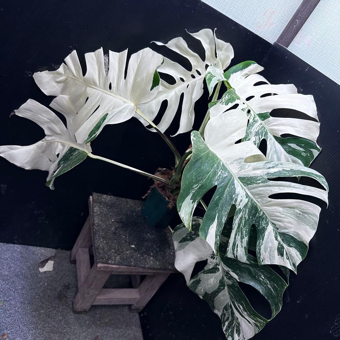 斑入りモンステラ ホワイトタイガー極美大株56cm白斑多 - メルカリ