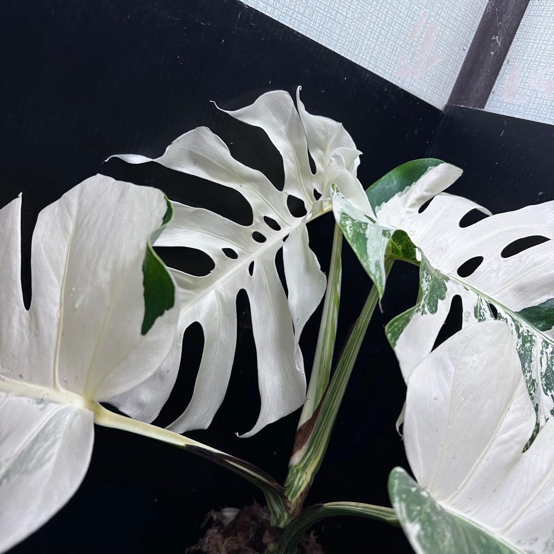 斑入りモンステラ ホワイトタイガー極美大株56cm白斑多 - メルカリ