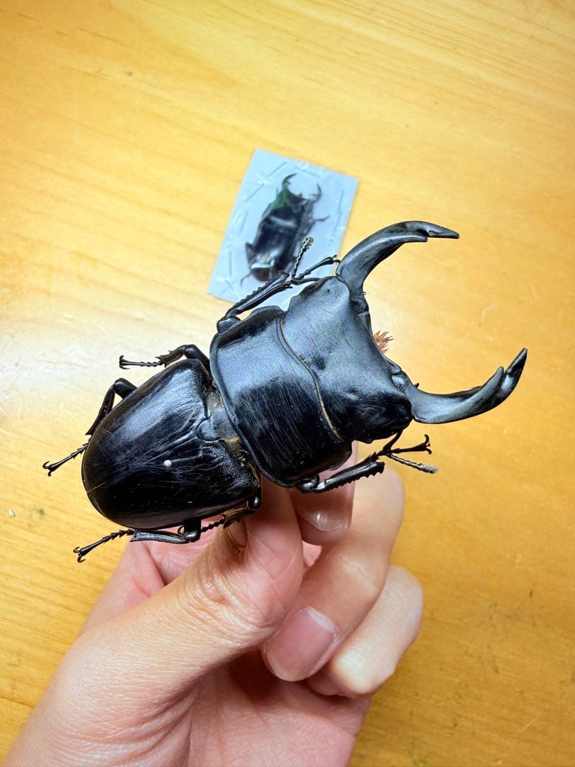 野外品/特大 希少産地オオクワガタ宮城県採集♂69㎜ 国産オオクワガタ 宮城県産ペア販売│ビートルファーム