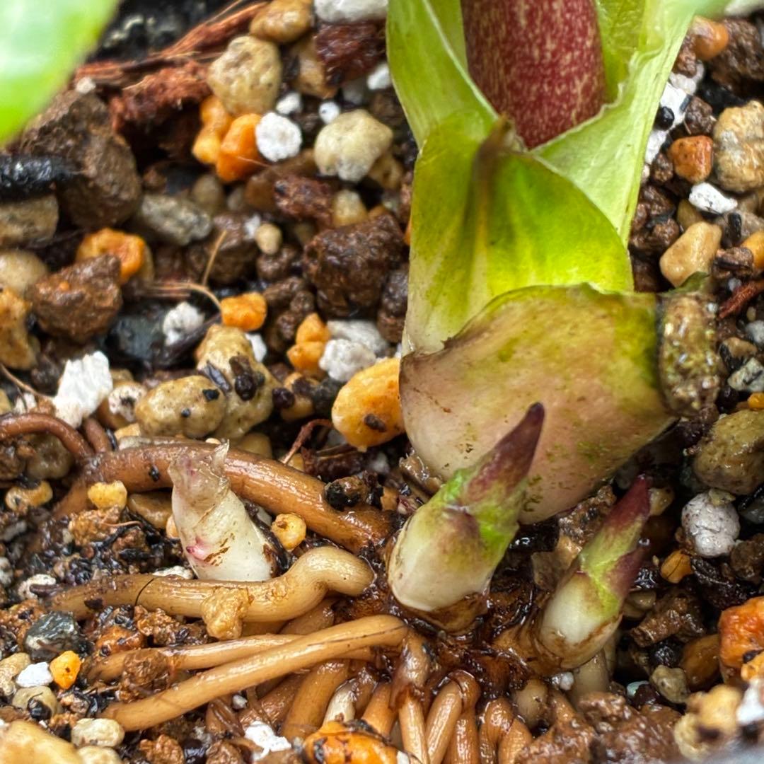 衛*様 3559☘️ラスト2☘️蕾付☘️⭐️SD⭐️紅ピンクオーレア⭐️ツートン