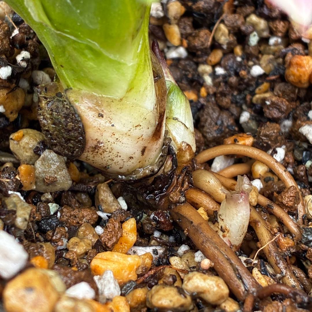 衛*様 3559☘️ラスト2☘️蕾付☘️⭐️SD⭐️紅ピンクオーレア⭐️ツートン