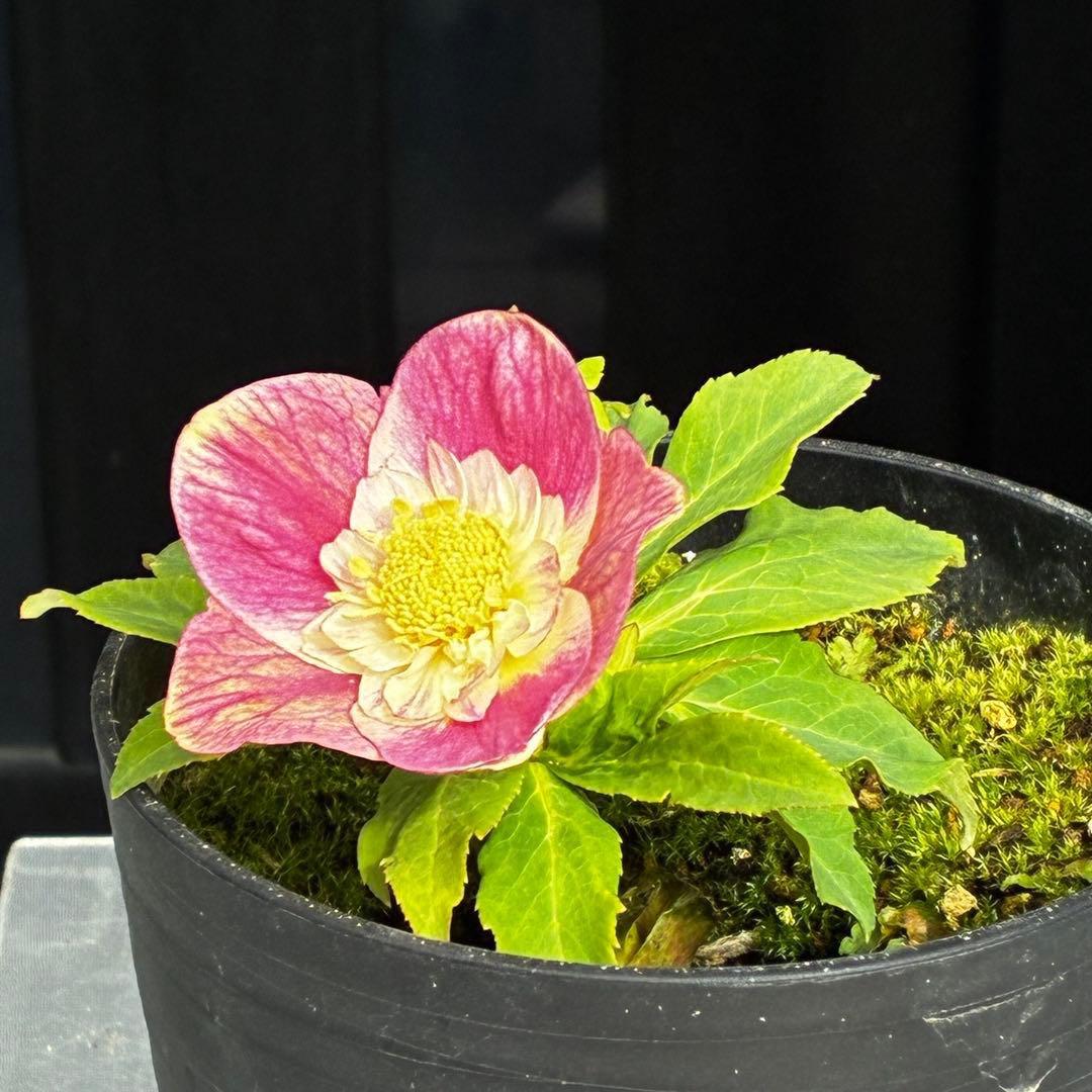 衛*様 3559☘️ラスト2☘️蕾付☘️⭐️SD⭐️紅ピンクオーレア⭐️ツートン