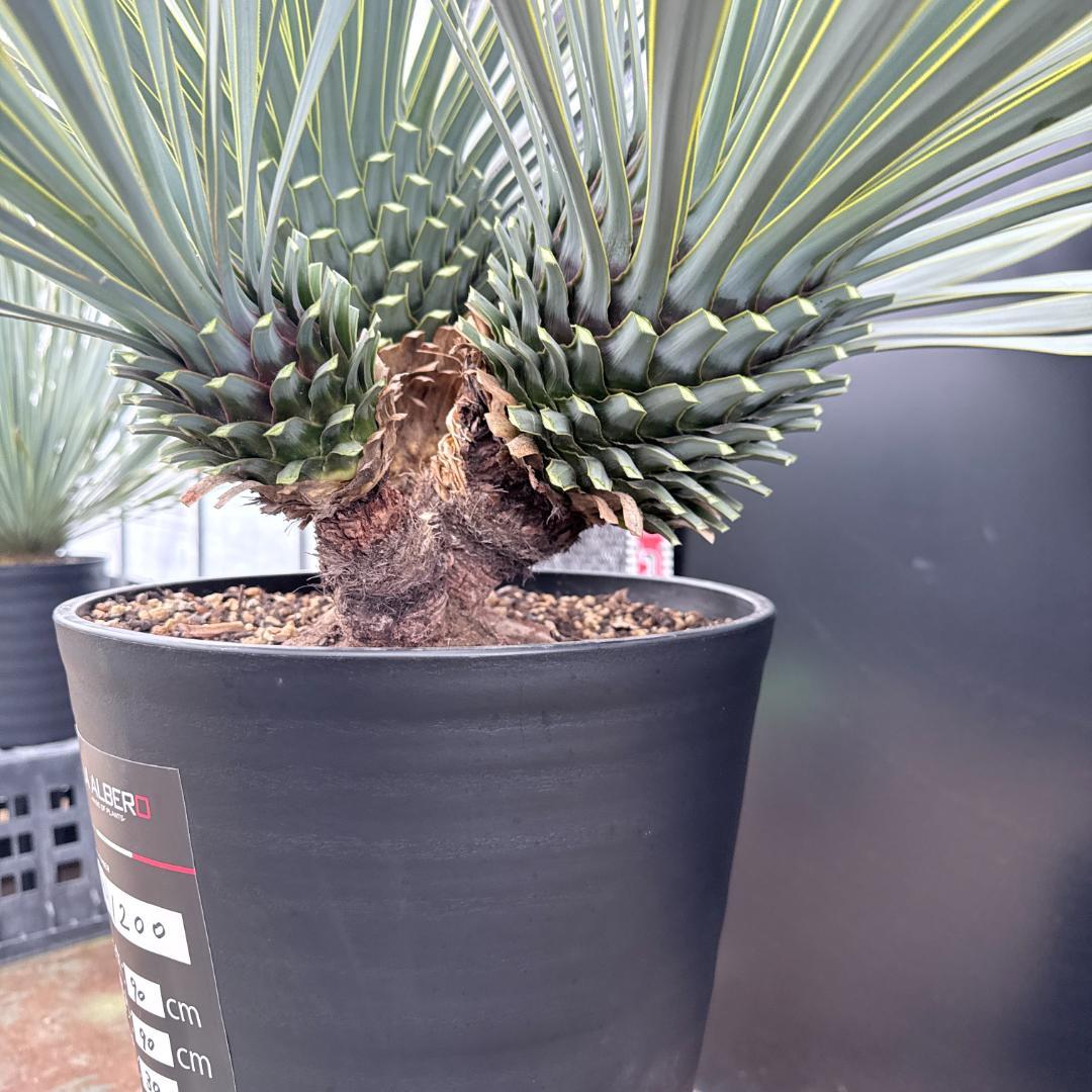 AL1200】ユッカ ロストラータ トリプルヘッド - メルカリ