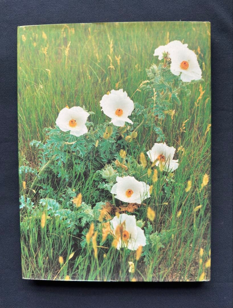 Rodeo Girl by Lisa Eisner ハードカバー - メルカリ